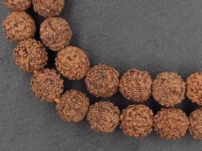 Rudraksha s egyb magok