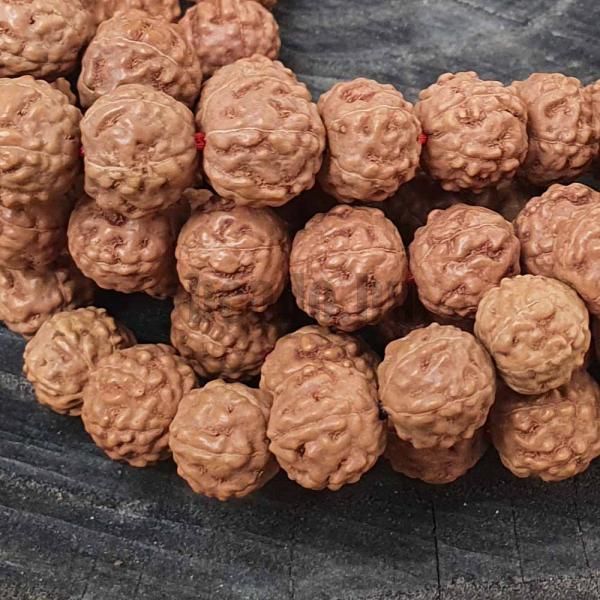 Rudraksha gyngyk 11- 12 mm zsinr